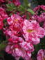 Preview: Rosa Twist